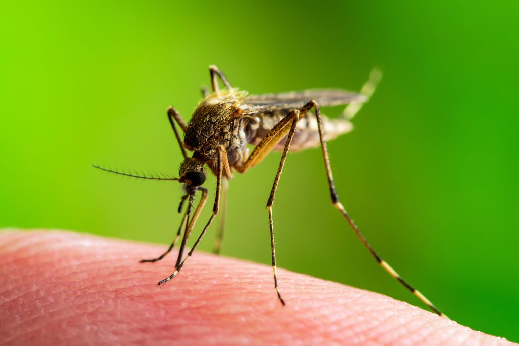 Each year more than 620,000 people die from malaria, a disease transmitted to people by infected mosquitoes.