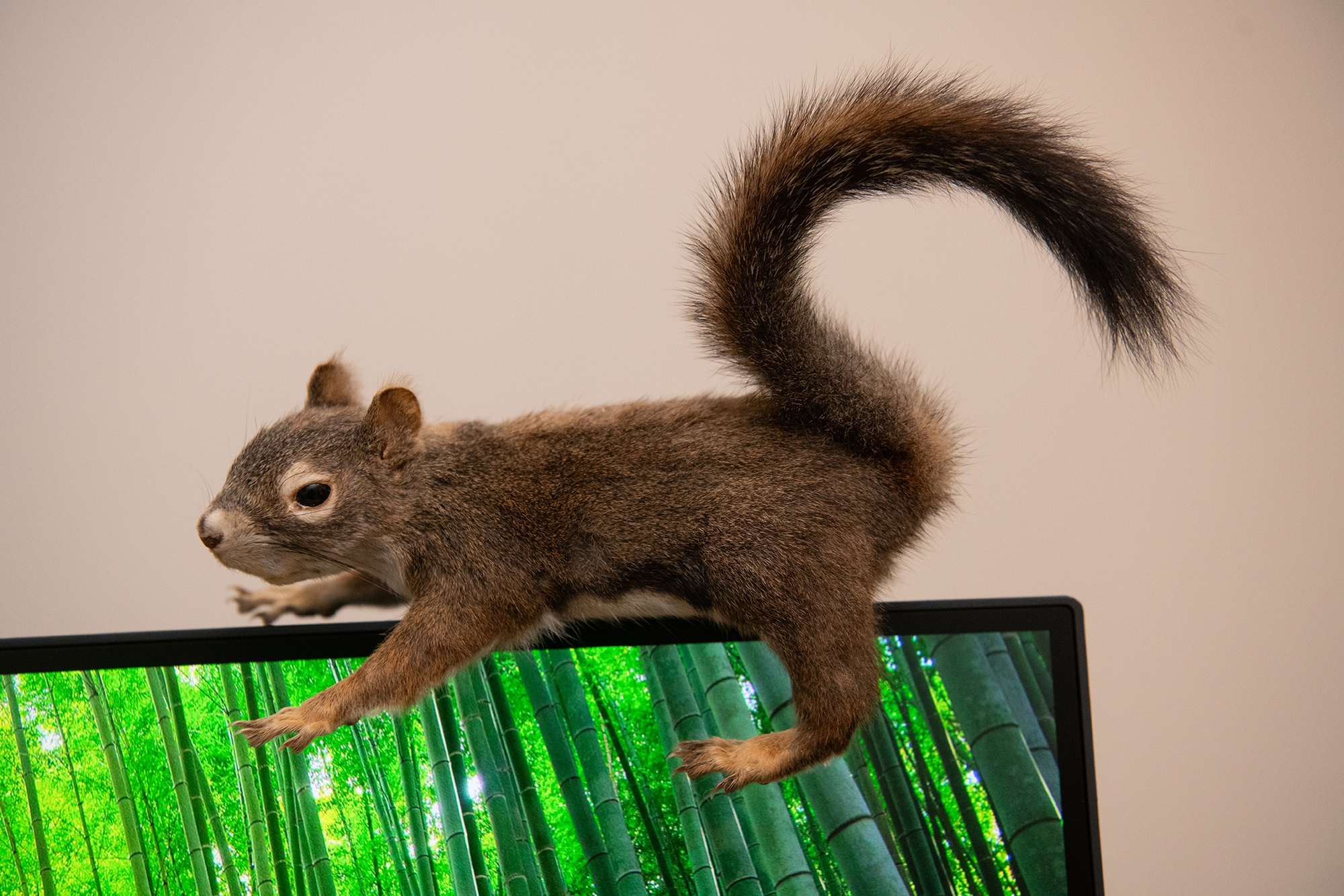A taxidermy squirrel that sits on Jones-Carney's computer.
